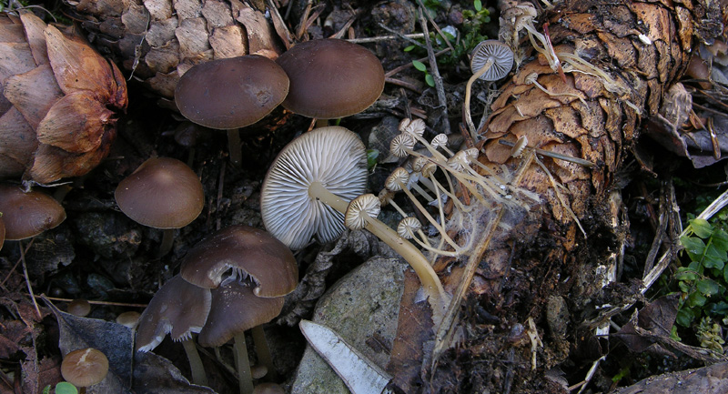 strobilurus tenacellus?